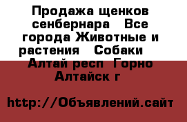 Продажа щенков сенбернара - Все города Животные и растения » Собаки   . Алтай респ.,Горно-Алтайск г.